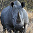 非洲大犀牛