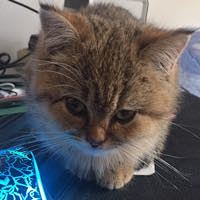 HALFSun 影巨人 IE800S 入耳式耳机